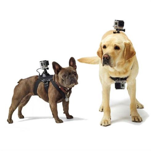GoPro Dog Harness | GoPro Cameras | levelseven.nl